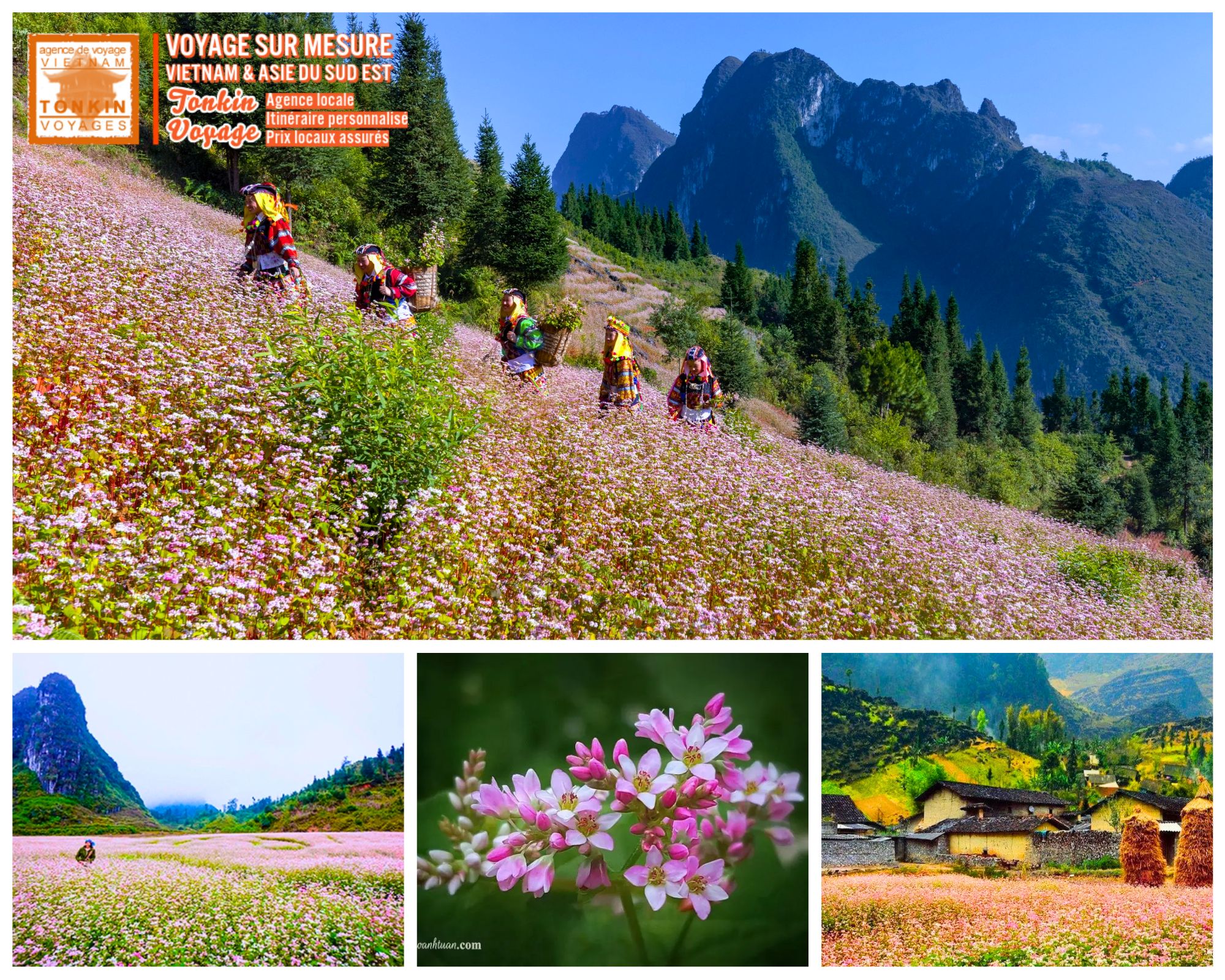 Calendrier des plus belles floraisons au Vietnam fleurs de sarrasin &agrave; Ha Giang